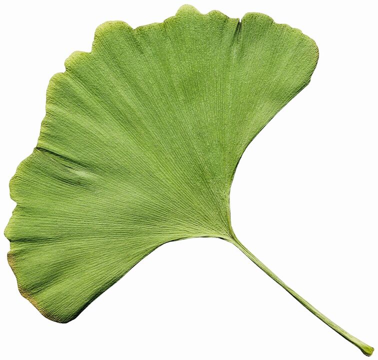 Ginkgo biloba in Insuvit treats diabetes